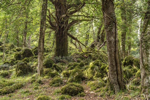 The Foresta Umbra, ancient beech forest and part of the Gargano National Park, Gargano, Apulia, Italy