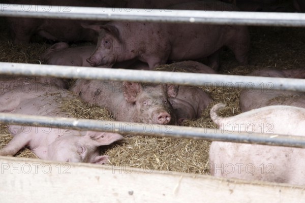 Domestic pig (Sus scrofa domesticus), pigsty, resting, straw, free range, husbandry, agriculture, Germany