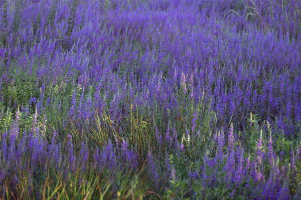 Purple loosestrife (Lythrum salicaria) in a dry carp pond, Eckental, Middle Franconia, Bavaria, Germany