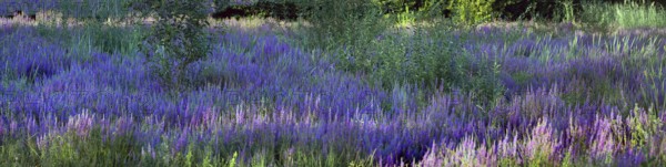 Purple loosestrife (Lythrum salicaria) in a dry carp pond, Eckental, Middle Franconia, Bavaria, Germany