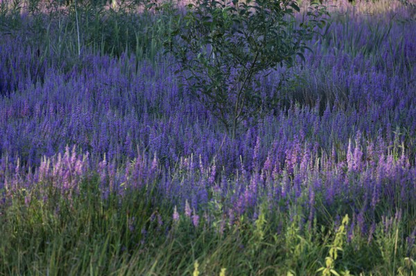 Purple loosestrife (Lythrum salicaria) in a dry carp pond, Eckental, Middle Franconia, Bavaria, Germany
