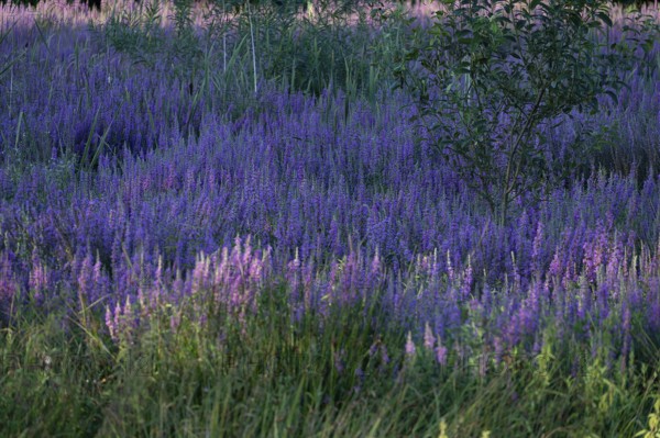 Purple loosestrife (Lythrum salicaria) in a dry carp pond, Eckental, Middle Franconia, Bavaria, Germany