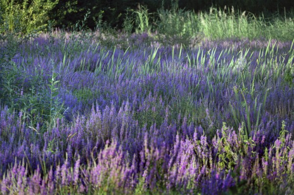 Purple loosestrife (Lythrum salicaria) in a dry carp pond, Eckental, Middle Franconia, Bavaria, Germany