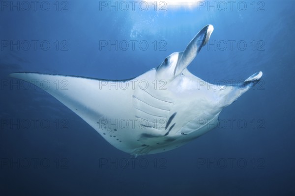 Underwater photo of giant manta ray (Manta birostris) Giant ray swimming through open water Open water blue sea, tropical seas