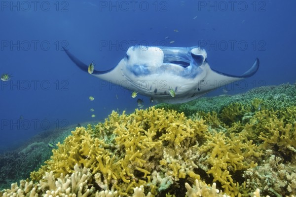Underwater photo of coastal reef manta ray (Mobula alfredi) synonym ray common name devil ray swims above cleaning station in shallow tropical coral reef with staghorn corals (Acropora), tropical seas