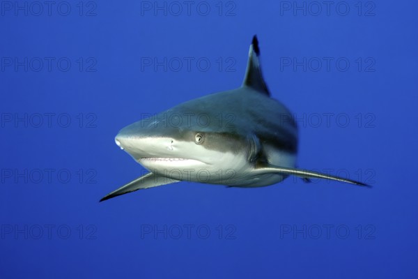 Underwater photo of large blacktip reef shark (Carcharhinus melanopterus) blacktip reef shark swimming close to viewer, Pacific Ocean, Yap Island, Yap State, Caroline Islands, FSM, Federated States of Micronesia, Australia, Oceania