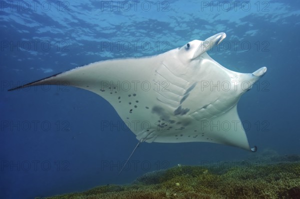 Underwater photo of coastal reef manta ray (Mobula alfredi) synonym ray common name devil ray swims over tropical coral reef of stony corals (Acropora), tropical seas