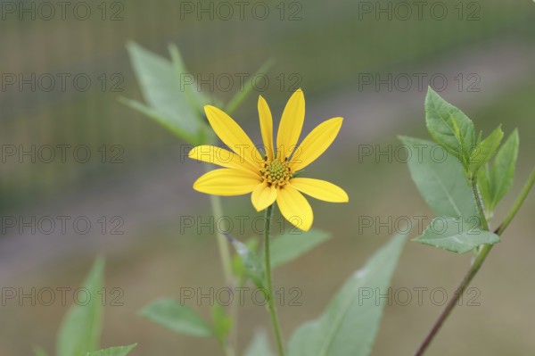 Jerusalem artichoke (Helianthus tuberosus), flower, yellow, crop plant, leaves, close-up, A single yellow flower of the Jerusalem artichoke
