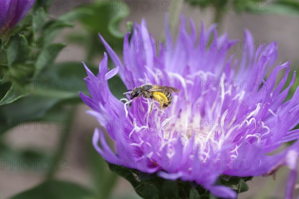 Yellow-banded furrow bee (Halictus scabiosae), cornflower aster (Stokesia laevis), macro, nectar, pollen, colourful, Germany, The furrow bee collects nectar and has many yellow pollen distributed on its body