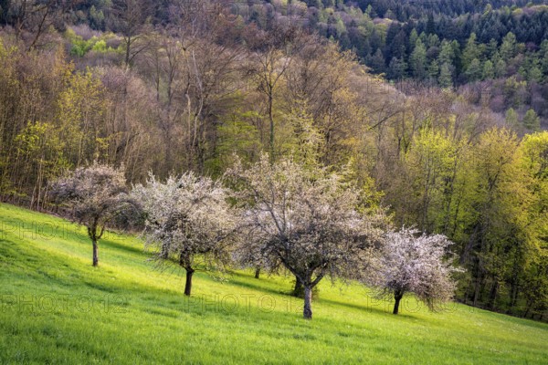 White blossoming fruit trees in a meadow in spring. Rural spring landscape, evening. Odenwald, Baden-Württemberg, Germany