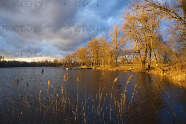 Lake in spring, dramatic sky, evening sun illuminates bare trees. Rhine-Neckar district, Baden-Württemberg, Germany
