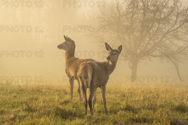 Two hinds in a meadow in autumn fog. The morning sun shines through the fog, golden hour. Game reserve. Allgäu, Baden-Württemberg, Germany