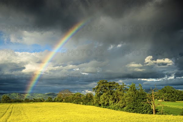 Cultivated landscape with yellow blossoming rape field. Rainbow in the sky after a thunderstorm, dramatic clouds. Rhine-Neckar district, Baden-Württemberg, Germany