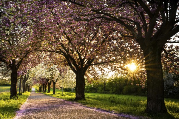 Blossoming avenue with cherry trees in white and pink. Evening sun. Rhine-Neckar district, Baden-Württemberg, Germany
