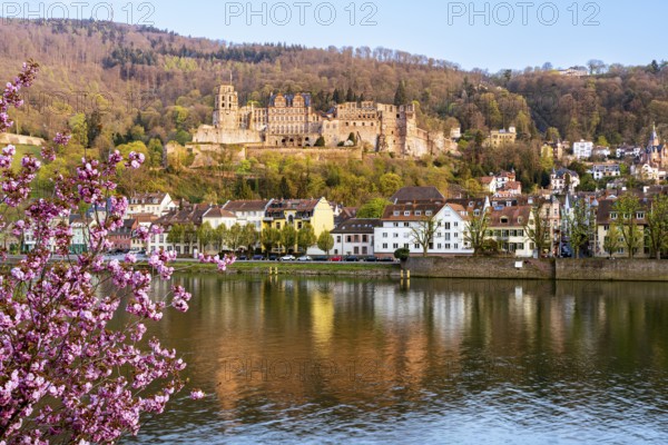Heidelberg, the castle and the river Neckar on a sunny day in spring, a pink blossoming tree in the foreground. Heidelberg, Rhine-Neckar district, Baden-Württemberg, Germany