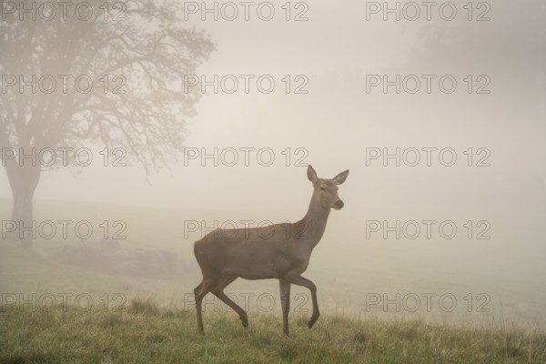 Doe in a meadow in the fog. Game reserve. Allgäu, Baden-Württemberg, Germany