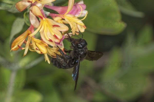Violet carpenter bee (Xylocopa violacea) collecting nectar from orange-coloured honeysuckle flowers (Lonicera sp.) against a green background, Baden-Württemberg, Germany