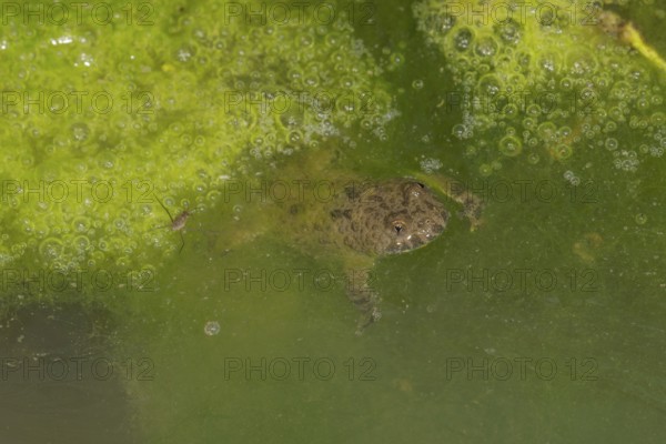 A yellow-bellied toad (Bombina variegata) swimming in greenish water of a forest puddle with algae and air bubbles, Baden-Württemberg, Germany