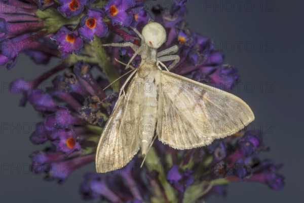 Variable crab spine (Misumena vatia) with captured moth on purple flowers against a blurred background, Baden-Württemberg, Germany