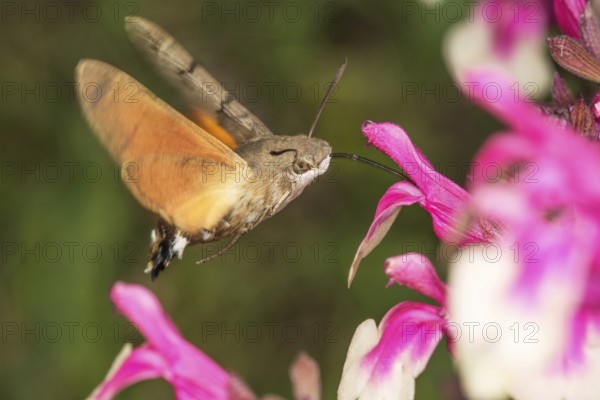 A moth, pigeon moth (Macroglossum stellatarum) sucking nectar from a flower in the near field, Baden-Württemberg, Germany