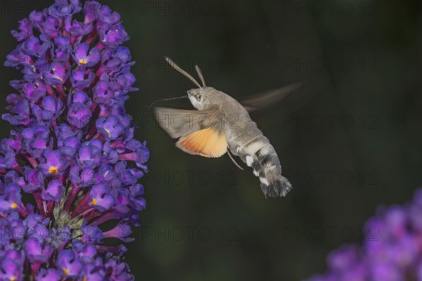 A dove tail (Macroglossum stellatarum) in flight next to a purple panicle of a butterfly bush (Buddleja), Baden-Württemberg, Germany