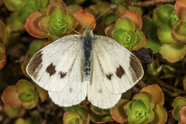 A Small white (Pieris rapae) with dark spots sitting on colourful leaves, Baden-Württemberg, Germany