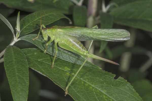 A female Great green bush cricket (Tettigonia viridissima) resting on a dark leaf surrounded by vegetation, Baden-Württemberg, Germany