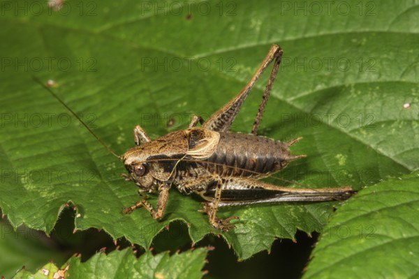 A male Dark bush-cricket (Pholidoptera griseoaptera) sunbathing on a large green leaf, Baden-Württemberg, Germany