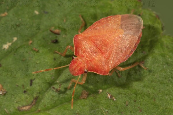 Berry bug (Dolycoris baccarum) finished insect shortly after the last moult on a green leaf in a natural environment, Baden-Württemberg, Germany