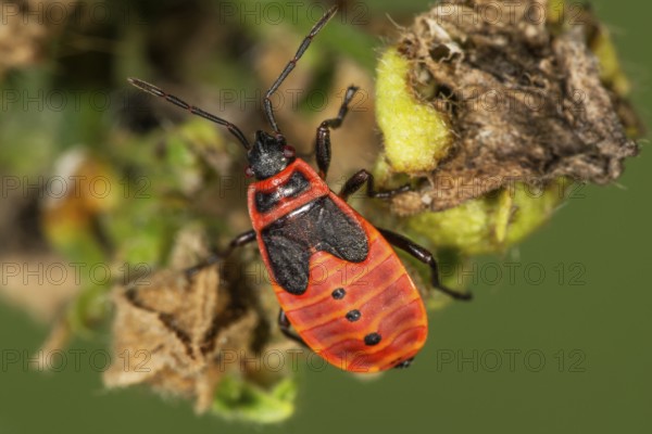 Close-up of a fire bug larva (Pyrrhacoris apterus) in the fifth larval stage on a leaf in a natural environment, Baden-Württemberg, Germany