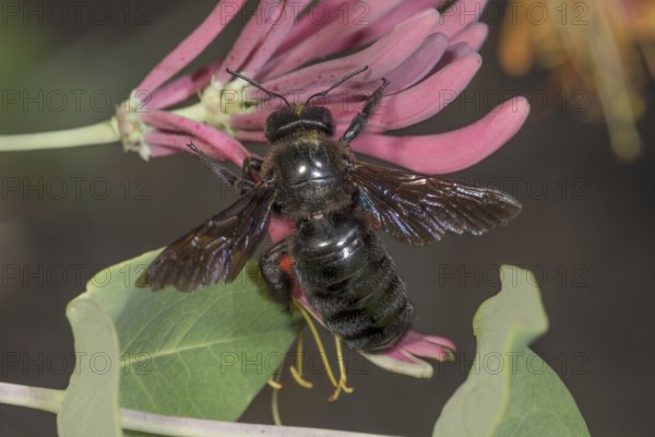 Violet carpenter bee (Xylocopa violacea) on pink flower of Lonicera caerulea (Lonicera sp.) in macro format with green foliage, Baden-Württemberg, Germany