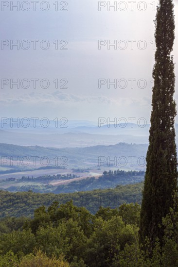 Single cypress tree with view of Tuscan landscape, hills and blue sky