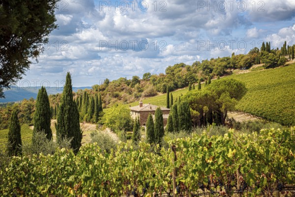 Vineyards in a Tuscan landscape with a cloudy sky and surrounded by trees