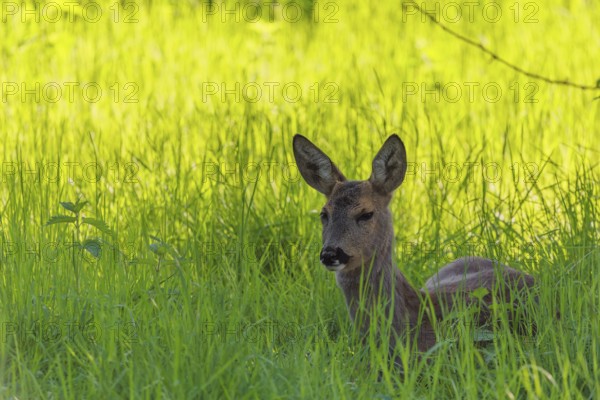 An adult female roe deer (Capreolus capreolus) resting in a meadow covered with tall grass at sunrise. Bavaria, Germany