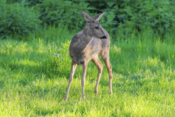 An adult female roe deer (Capreolus capreolus) stands attentive in a green meadow overgrown with tall grass at sunrise. Bavaria, Germany