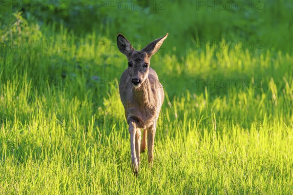 An adult female roe deer (Capreolus capreolus) walks across a green meadow overgrown with tall grass at sunrise. Bavaria, Germany
