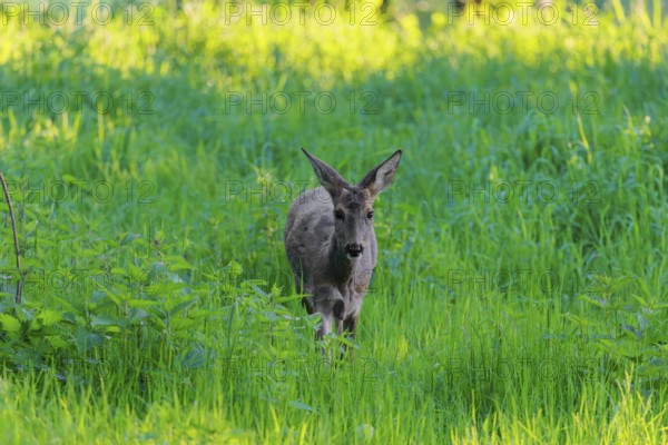 An adult female roe deer (Capreolus capreolus) walks across a green meadow overgrown with tall grass at sunrise. Bavaria, Germany