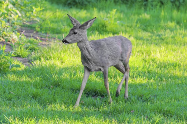 An adult female roe deer (Capreolus capreolus) walks across a green meadow overgrown with tall grass at sunrise. Bavaria, Germany
