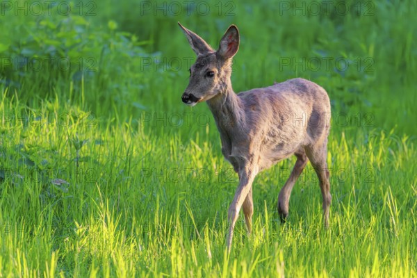 An adult female roe deer (Capreolus capreolus) walks across a green meadow overgrown with tall grass at sunrise. Bavaria, Germany