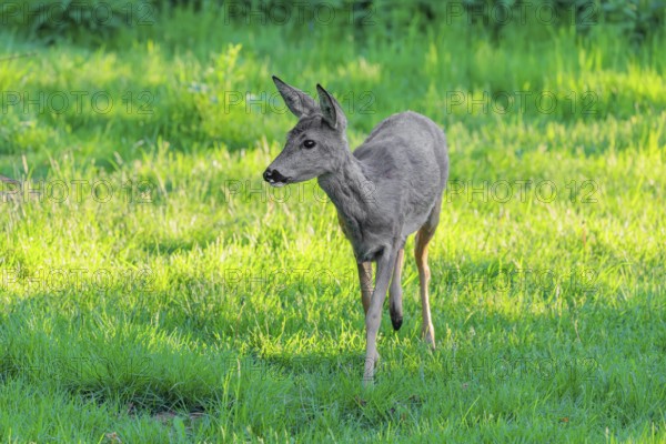 An adult female roe deer (Capreolus capreolus) walks across a green meadow overgrown with tall grass at sunrise. Bavaria, Germany