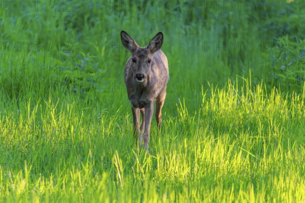 An adult female roe deer (Capreolus capreolus) walks across a green meadow overgrown with tall grass at sunrise. Bavaria, Germany