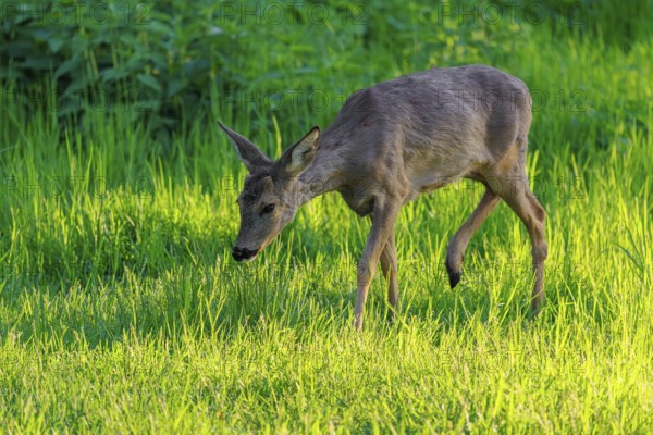 An adult female roe deer (Capreolus capreolus) walks across a green meadow overgrown with tall grass at sunrise. Bavaria, Germany