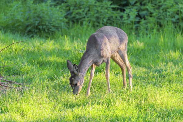 An adult female roe deer (Capreolus capreolus) grazing in a green meadow overgrown with tall grass at sunrise. Bavaria, Germany