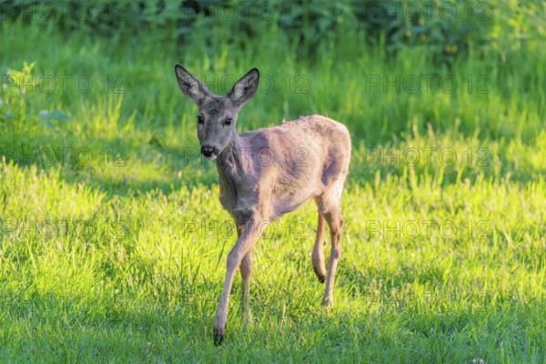 An adult female roe deer (Capreolus capreolus) walks across a green meadow overgrown with tall grass at sunrise. Bavaria, Germany