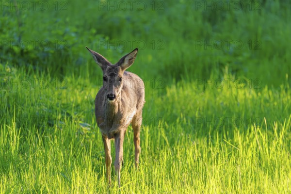 An adult female roe deer (Capreolus capreolus) walks across a green meadow overgrown with tall grass at sunrise. Bavaria, Germany