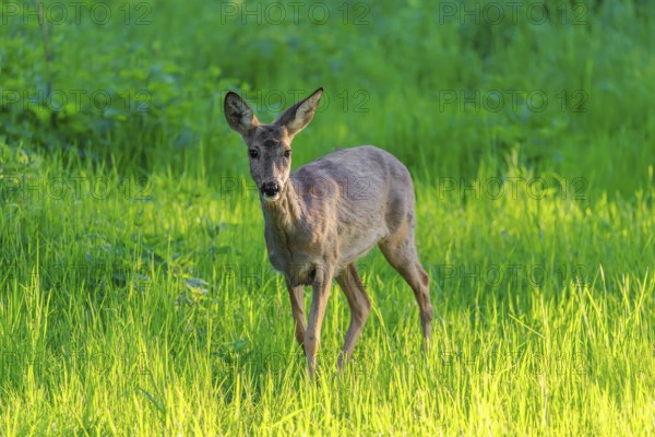 An adult female roe deer (Capreolus capreolus) walks across a green meadow overgrown with tall grass at sunrise. Bavaria, Germany