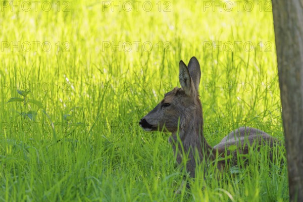 An adult female roe deer (Capreolus capreolus) resting in a meadow covered with tall grass at sunrise. Bavaria, Germany
