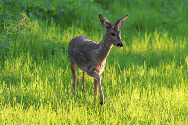 An adult female roe deer (Capreolus capreolus) walks across a green meadow overgrown with tall grass at sunrise. Bavaria, Germany