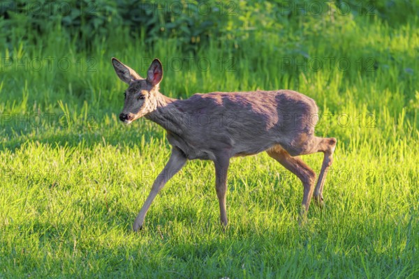 An adult female roe deer (Capreolus capreolus) walks across a green meadow overgrown with tall grass at sunrise. Bavaria, Germany