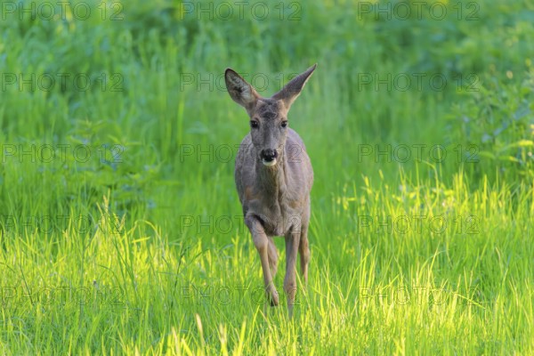 An adult female roe deer (Capreolus capreolus) walks across a green meadow overgrown with tall grass at sunrise. Bavaria, Germany